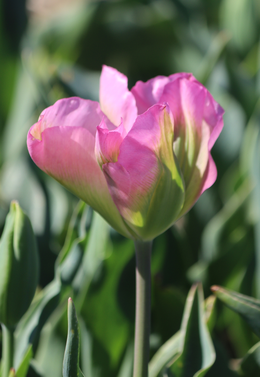 Tulipa Groenland