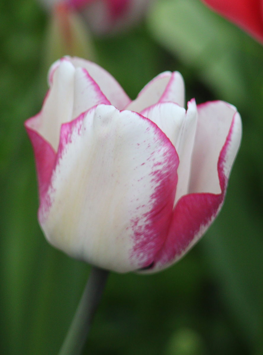 Tulipa Hotpants