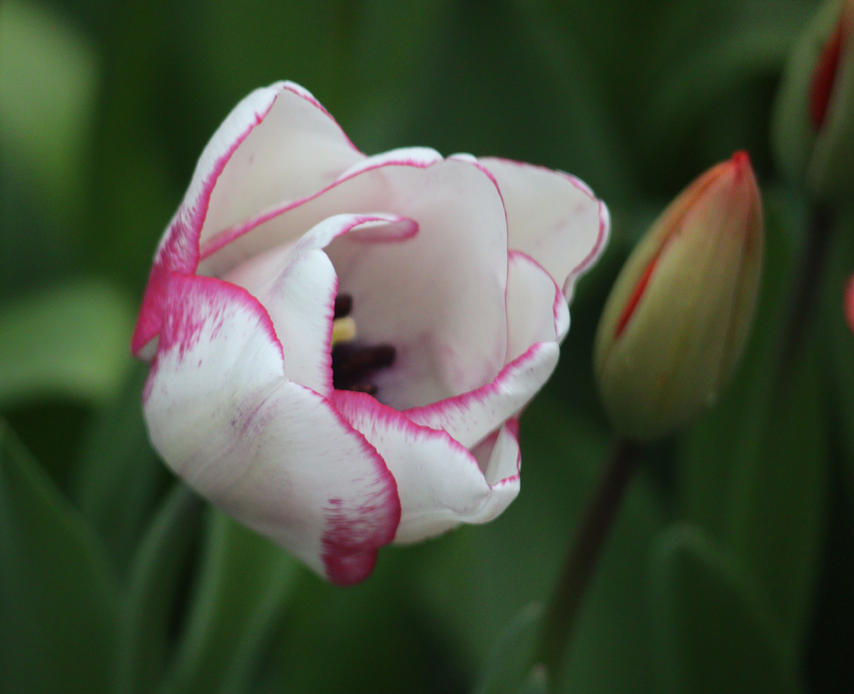 Tulipa Hotpants