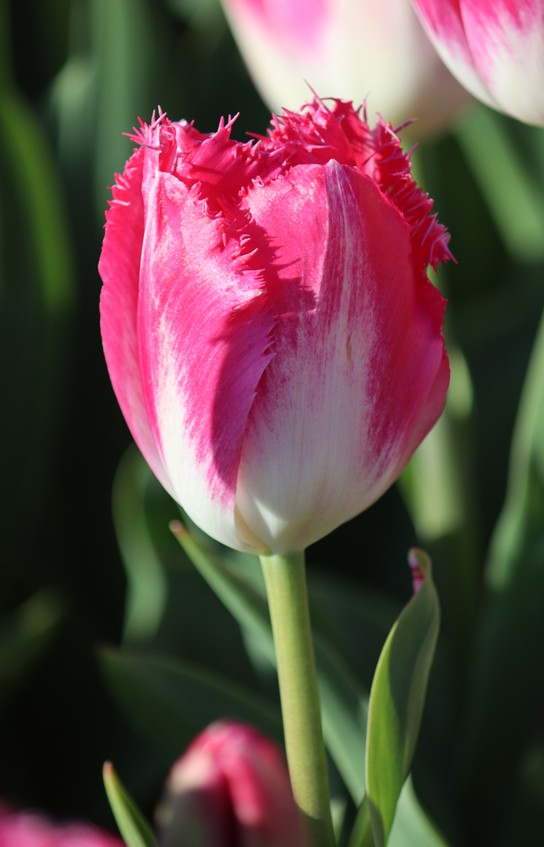 Joy of Spring