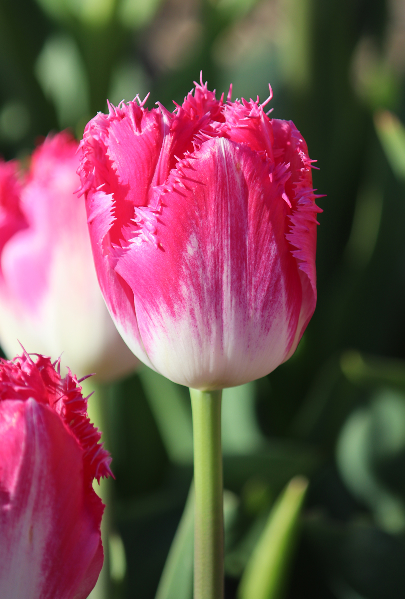 Joy of Spring