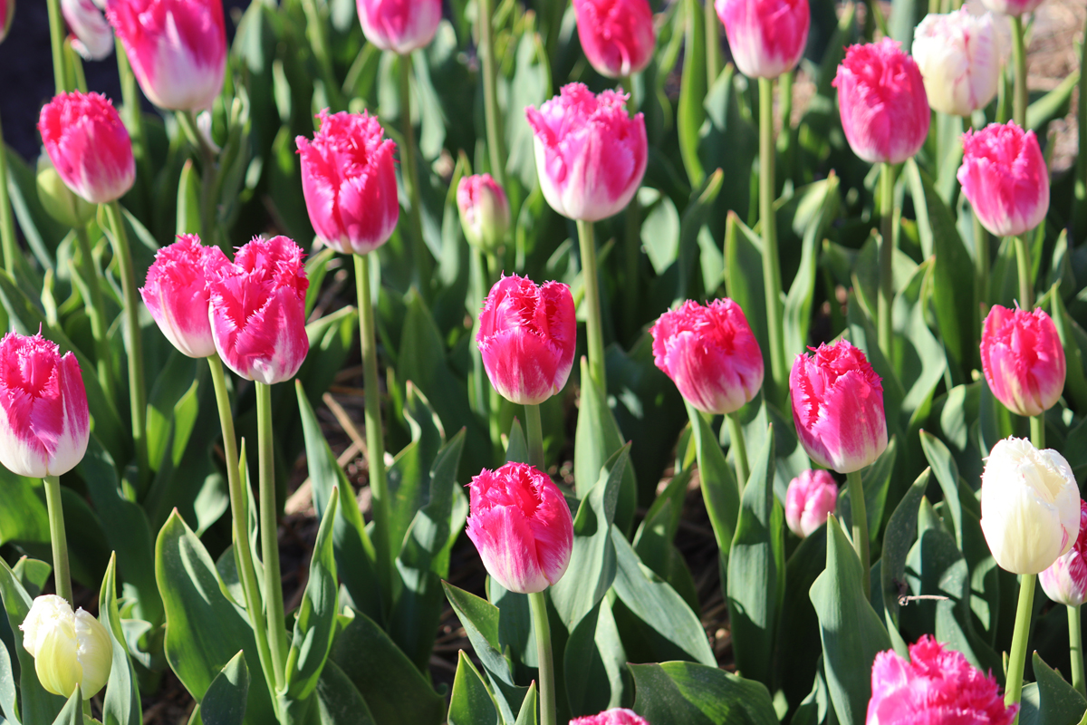 Joy of Spring