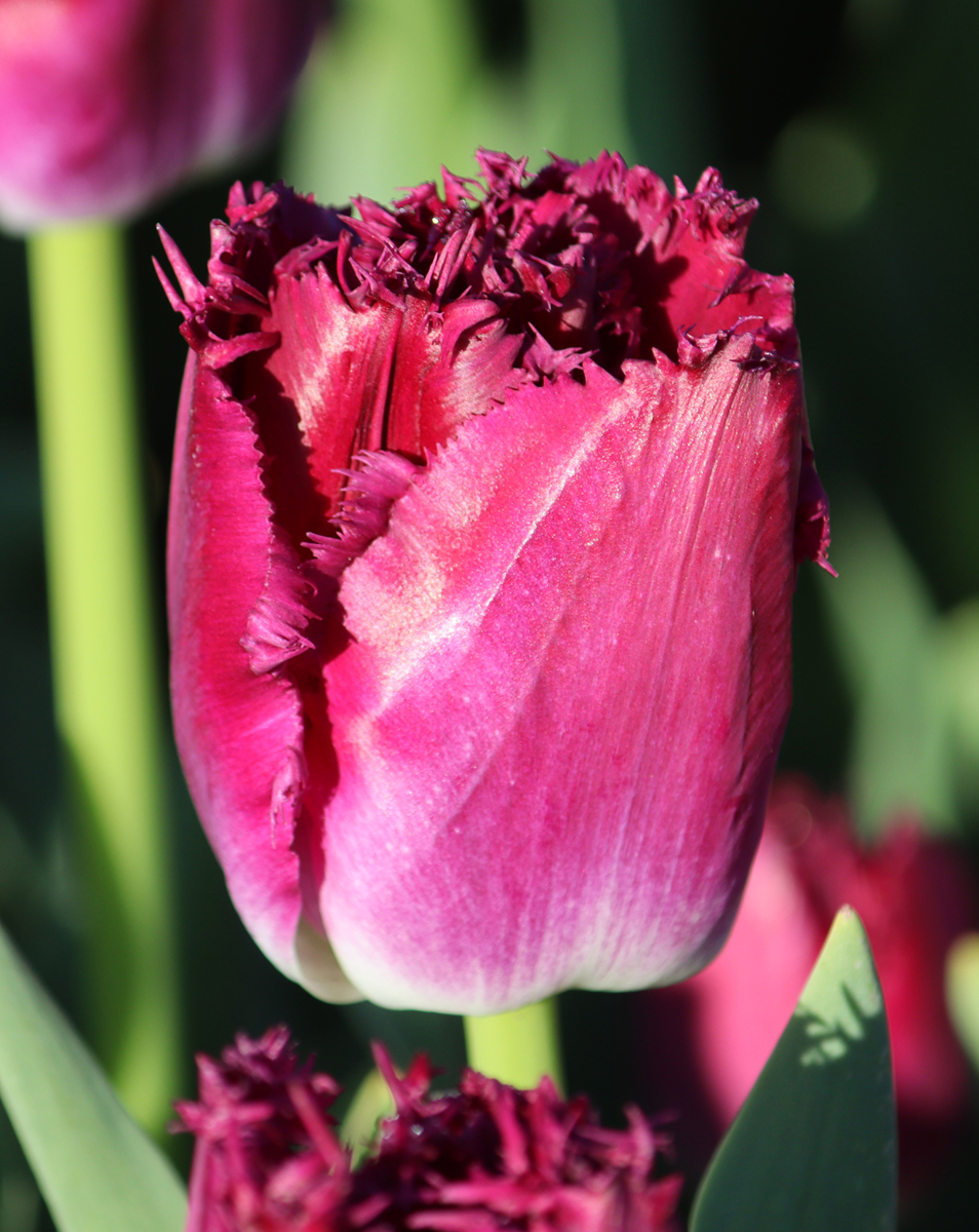 Tulipa Labrador