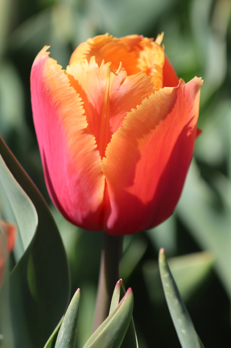 Tulipa Lambada