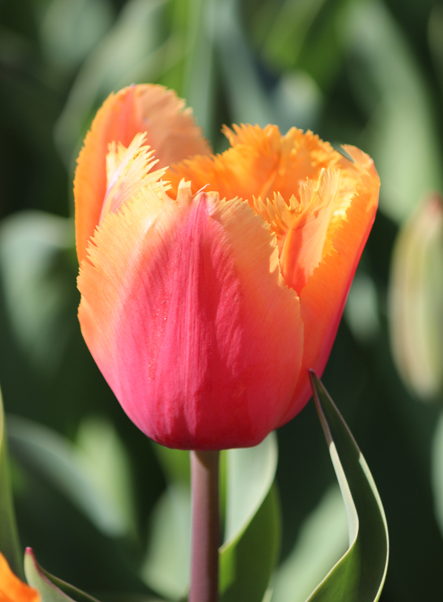 Tulipa Lambada