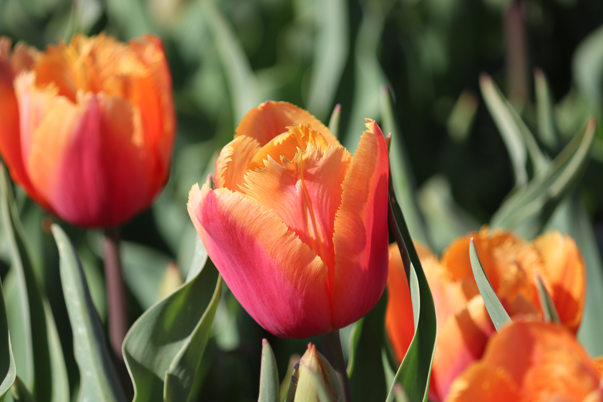 Tulipa Lambada