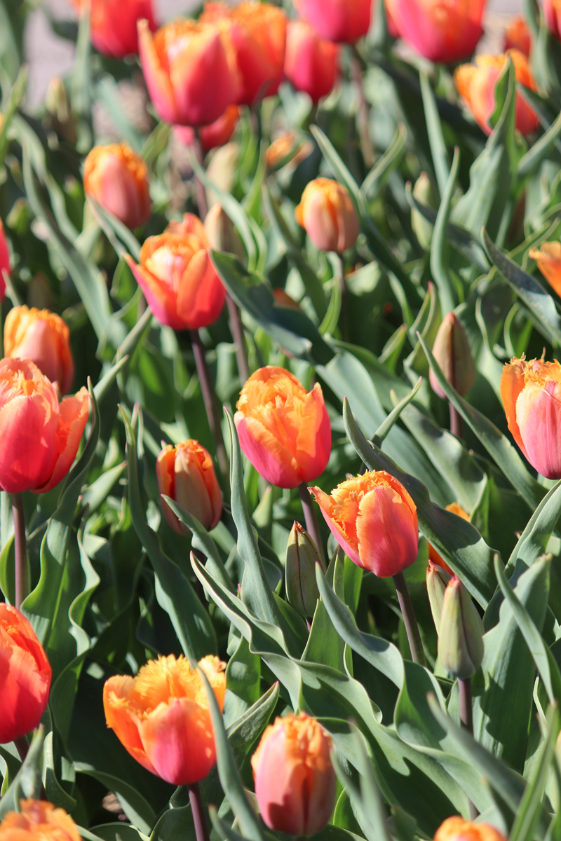 Tulipa Lambada