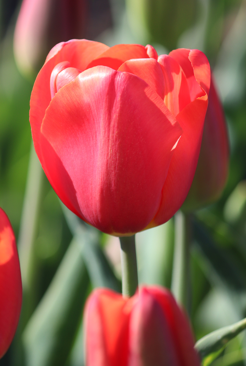Tulipa Orange Juice
