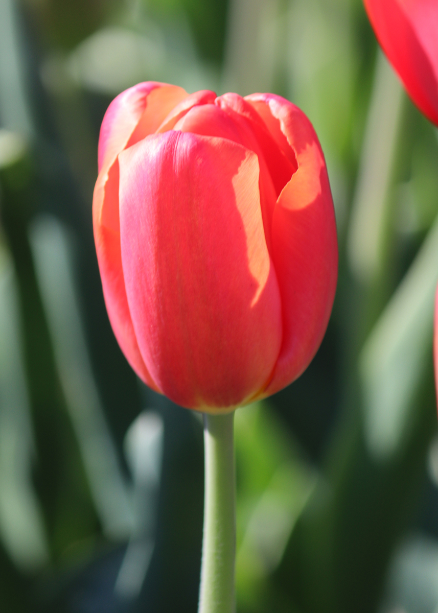 Tulipa Orange Juice