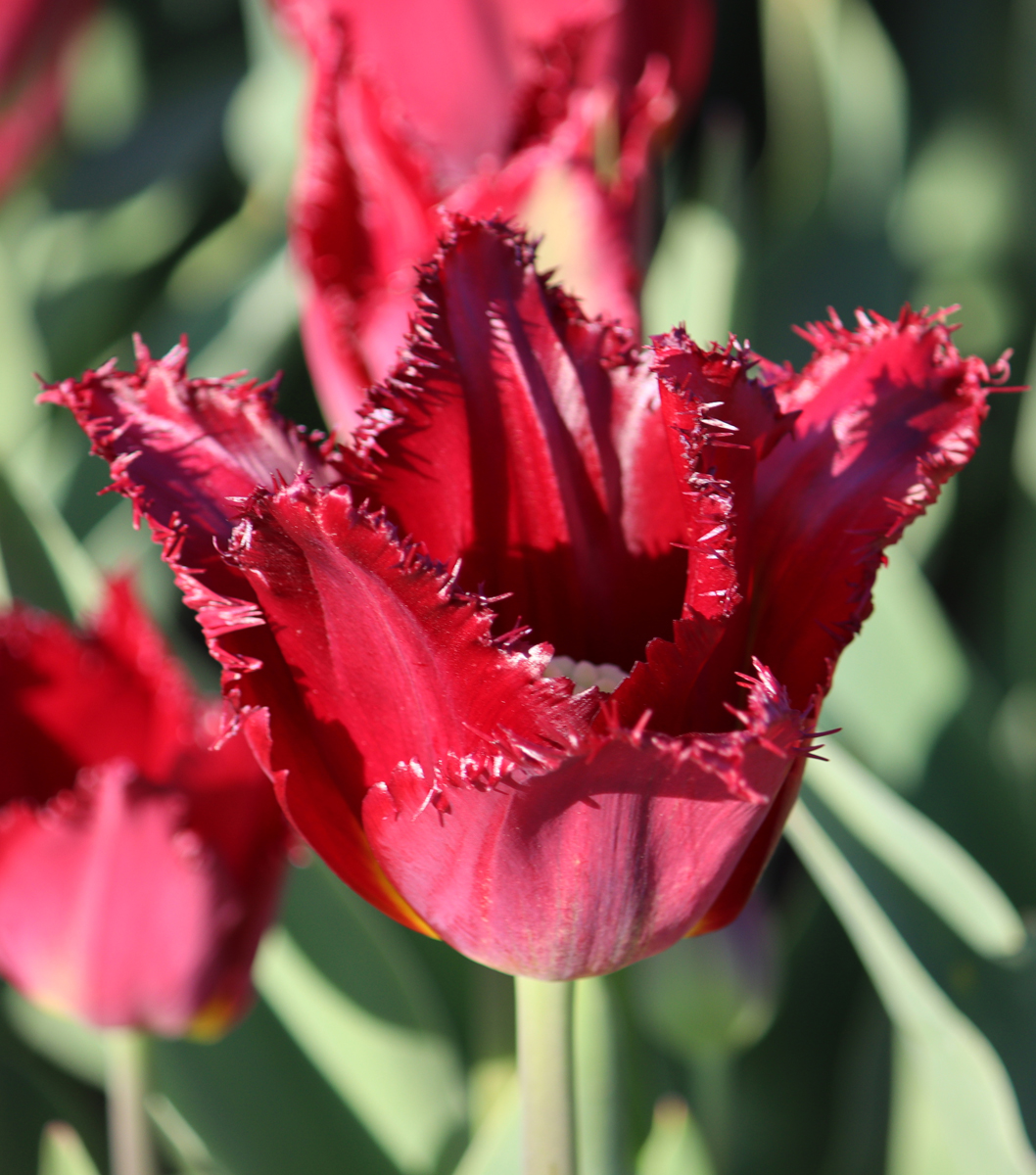 Tulipa Pacific Pearl