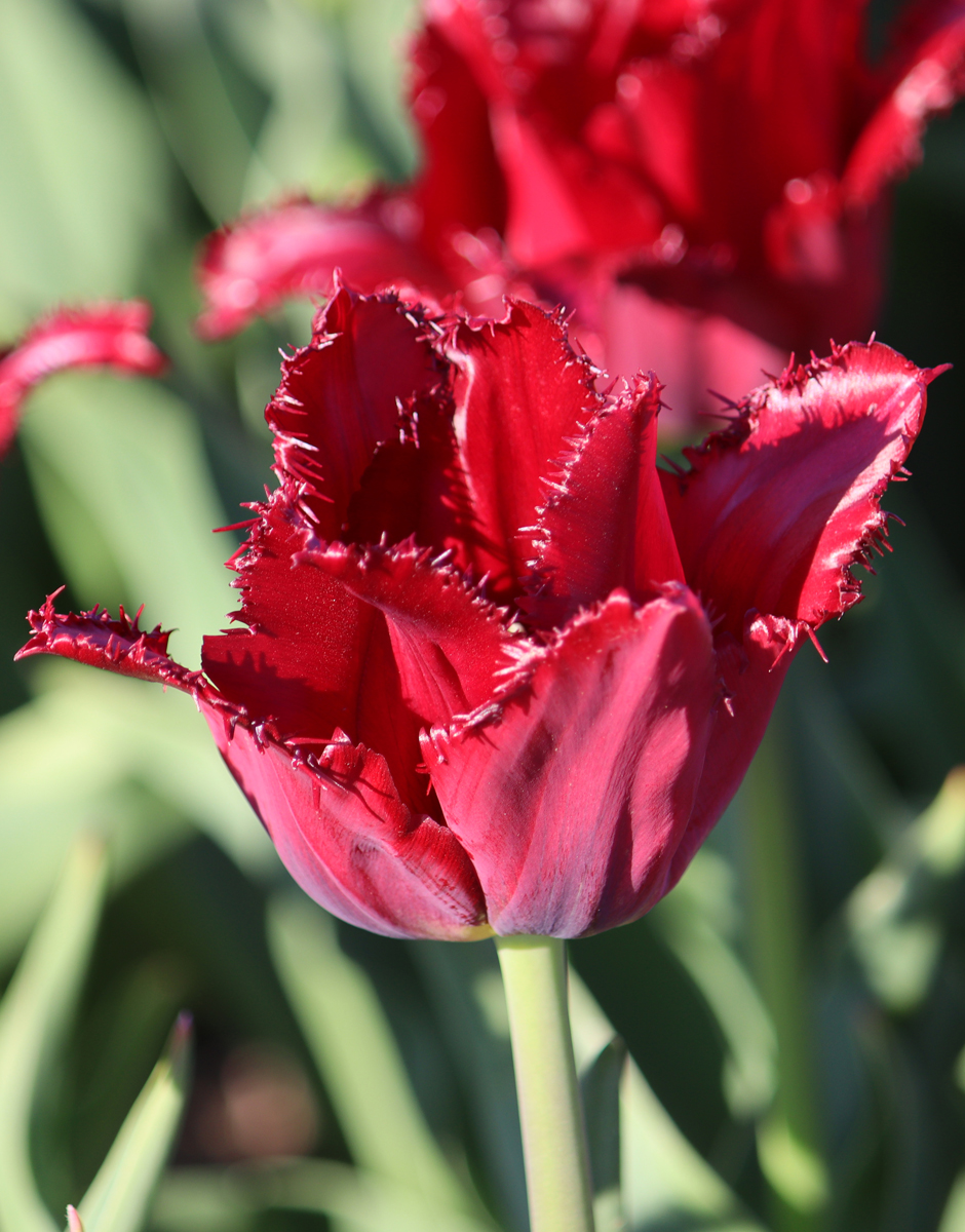 Tulipa Pacific Pearl