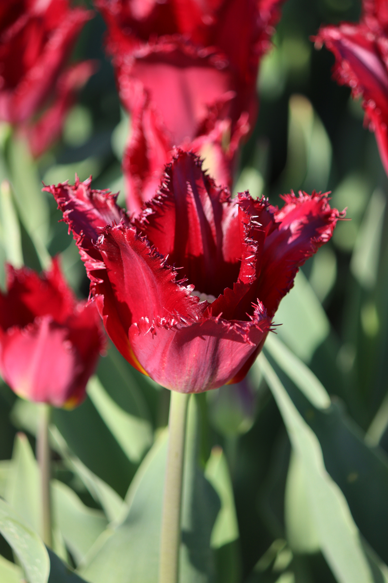 Tulipa Pacific Pearl