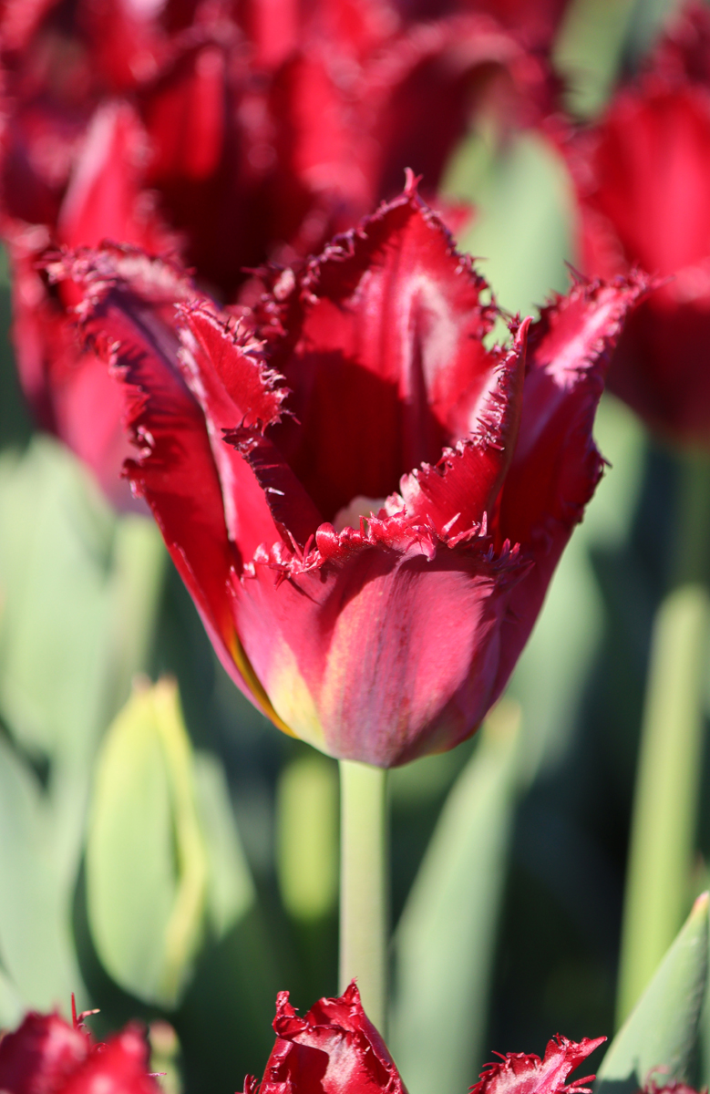 Tulipa Pacific Pearl