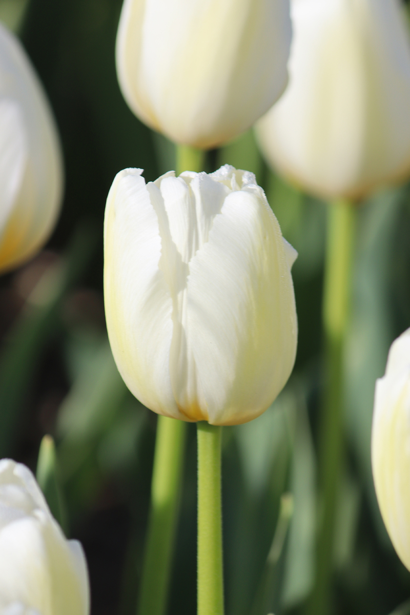 Tulipa Pays Bas