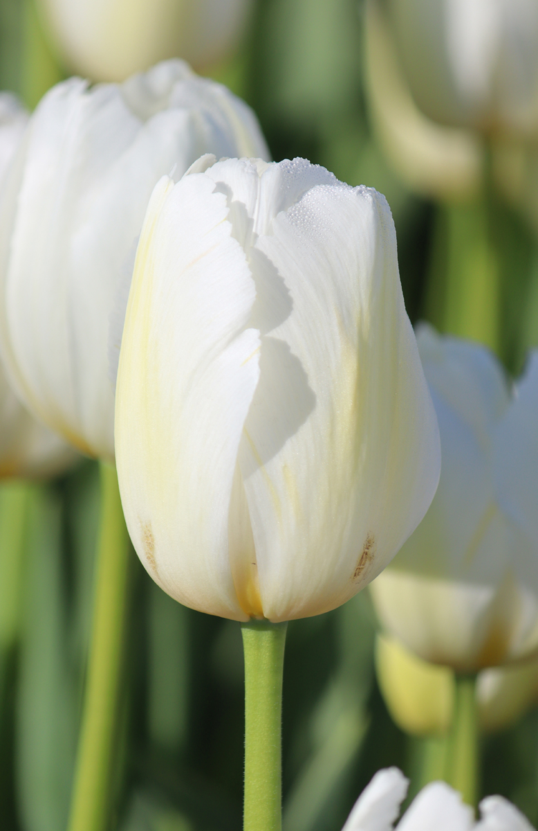 Tulipa Pays Bas