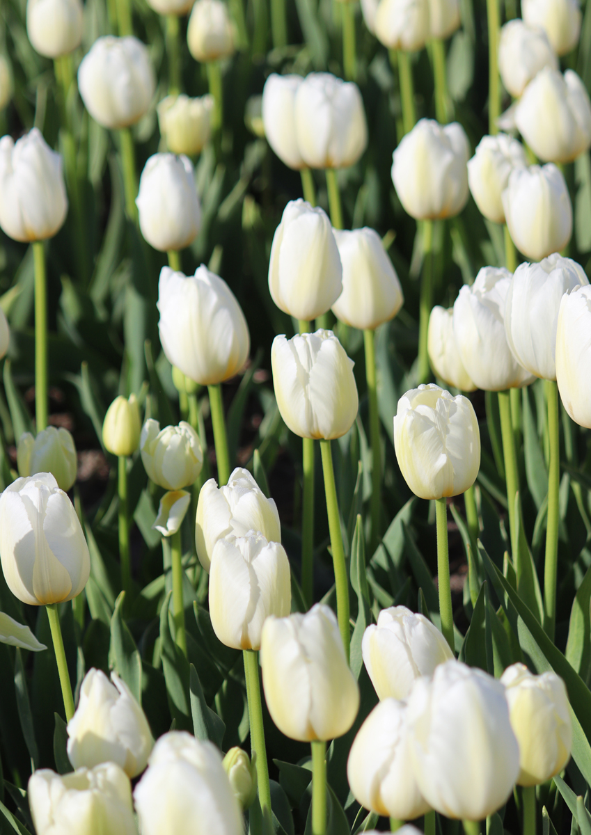 Tulipa Pays Bas