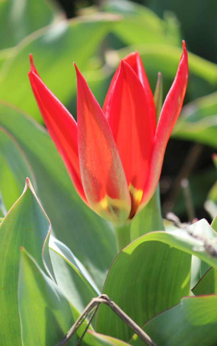 Tulipa Princeps