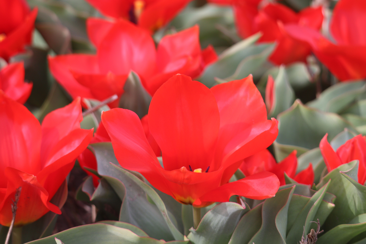 Tulipa Princeps