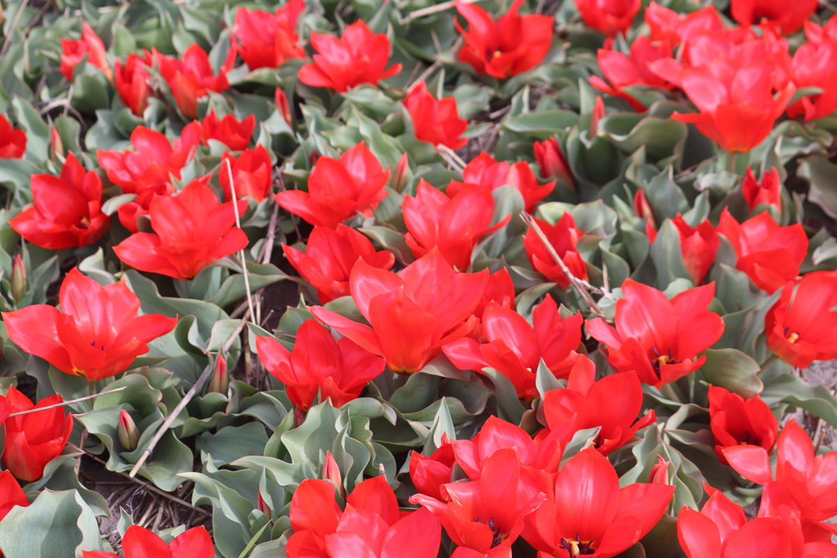 Tulipa Princeps