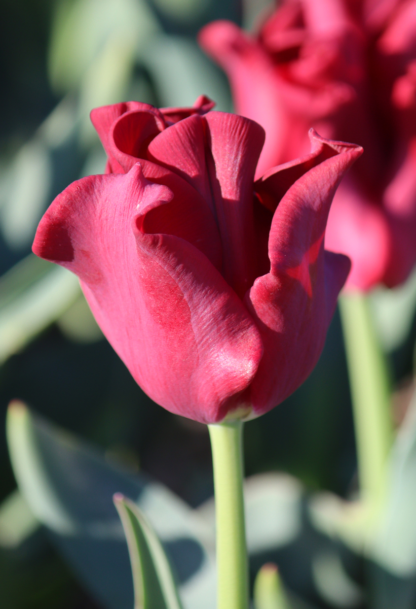 Tulipa Red Dress