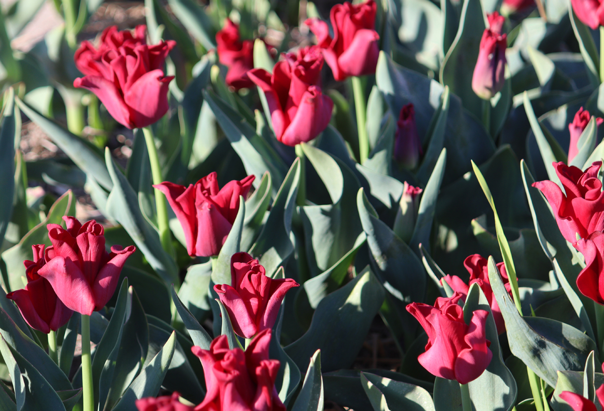 Tulipa Red Dress