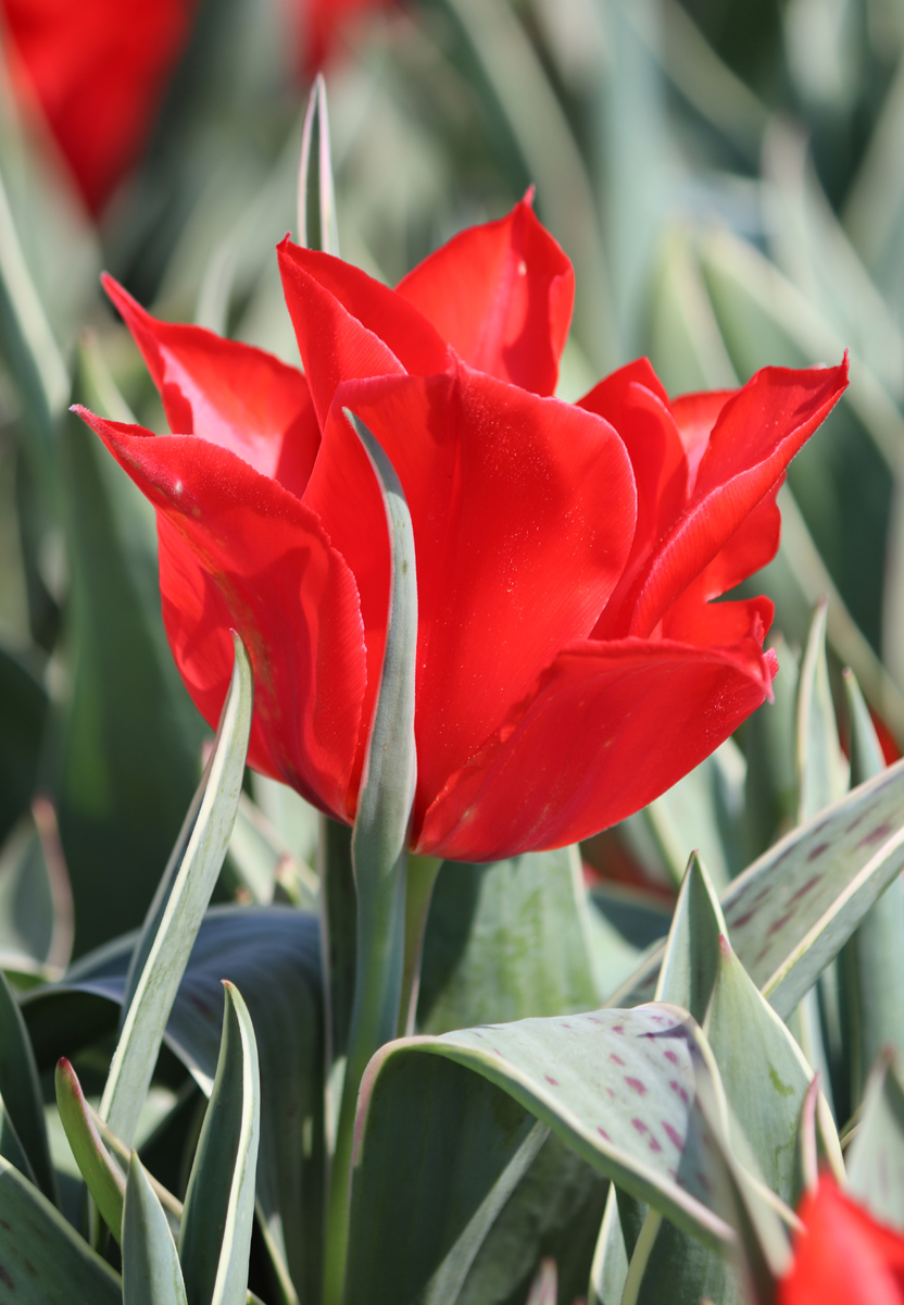 Tulipa Rob Verlinden