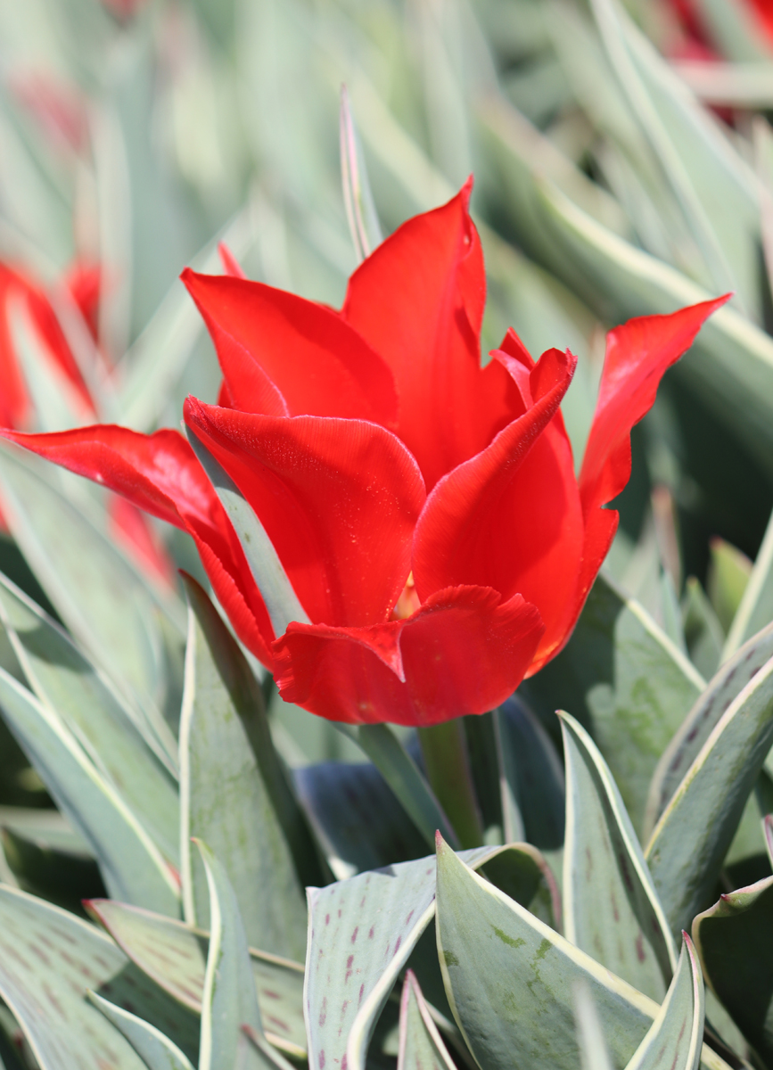 Tulipa Rob Verlinden
