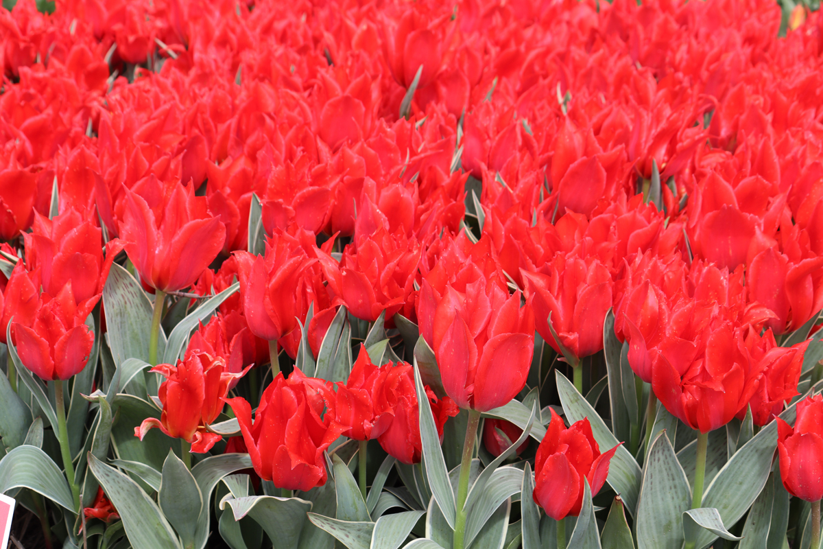 Tulipa Rob Verlinden