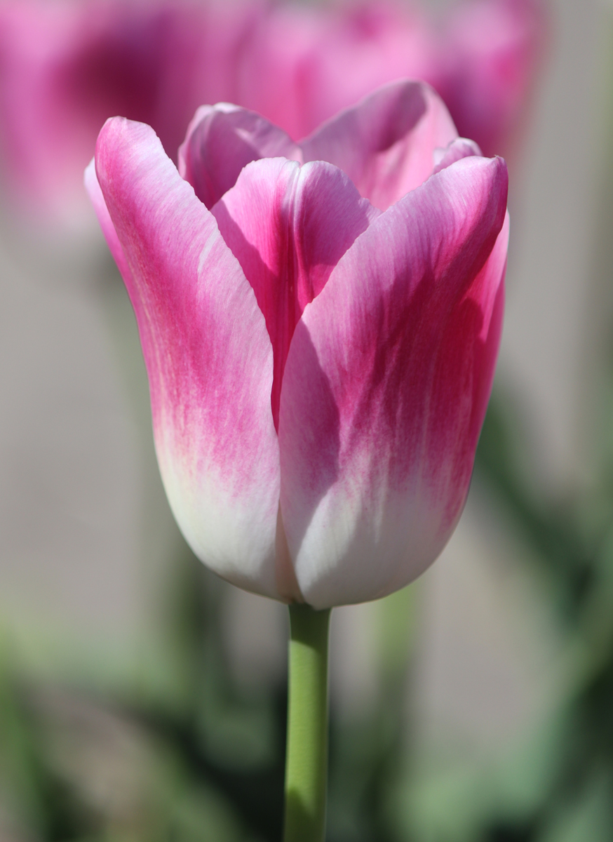 Tulipa Royal Ten