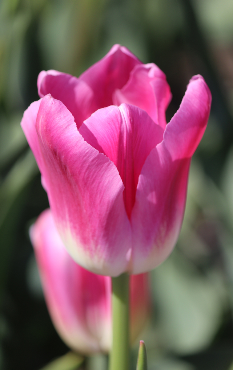 Tulipa Royal Ten