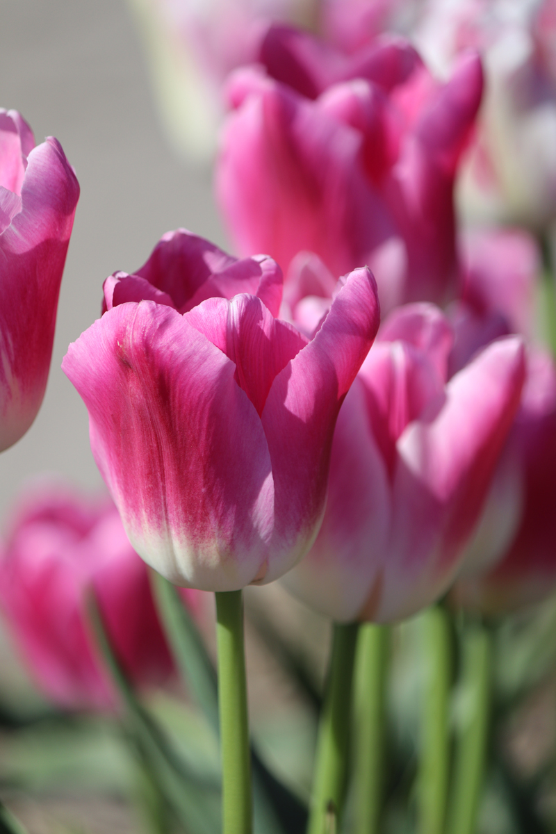 Tulipa Royal Ten