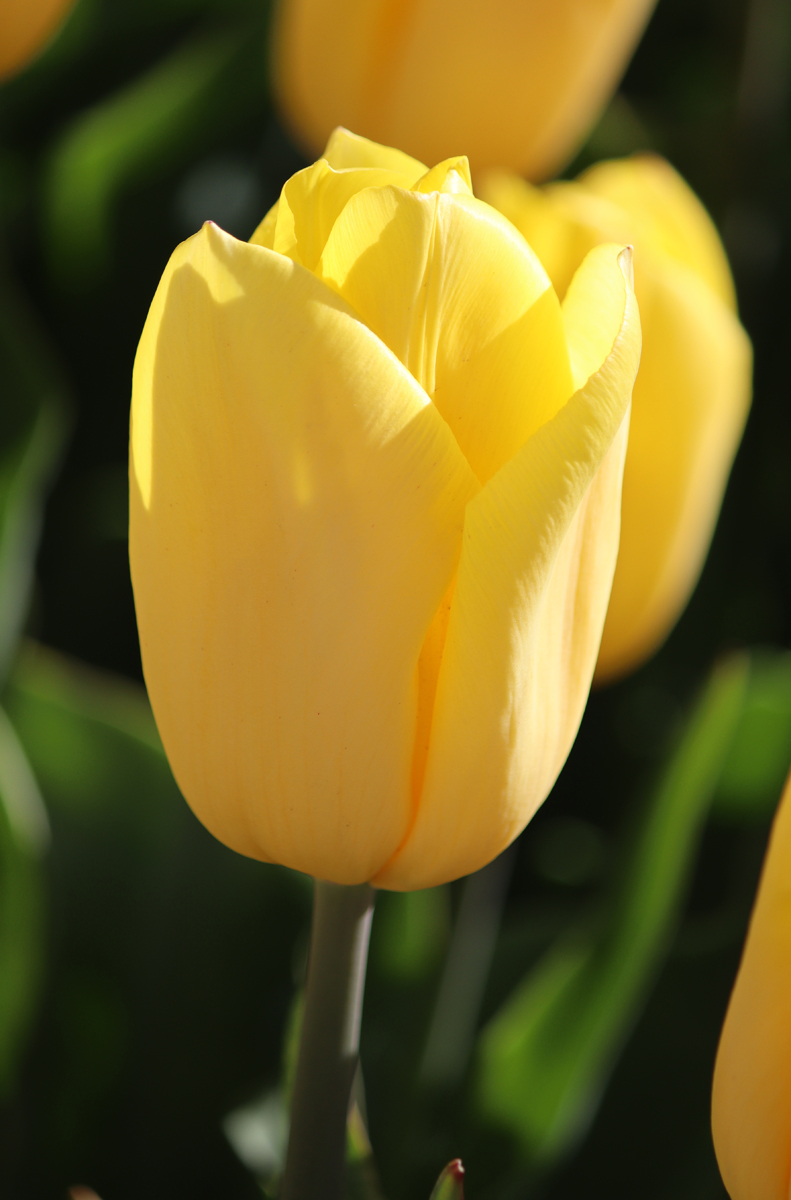 Tulipa Strong Gold