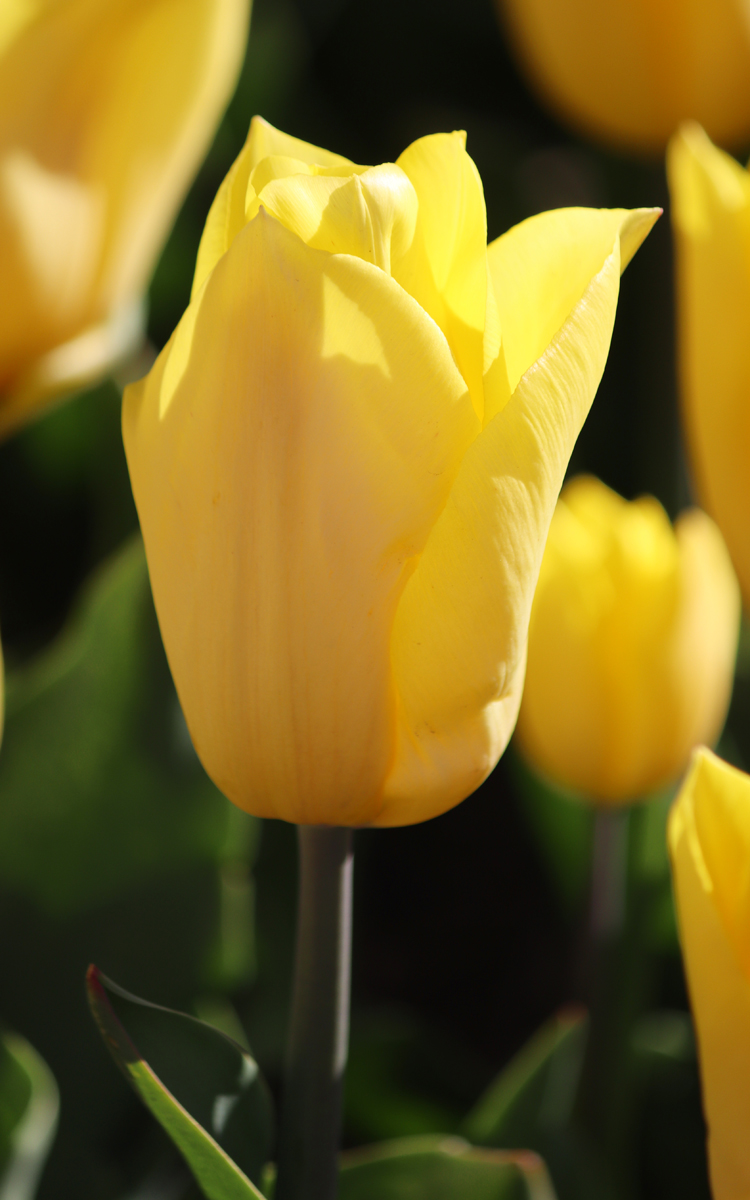 Tulipa Strong Gold