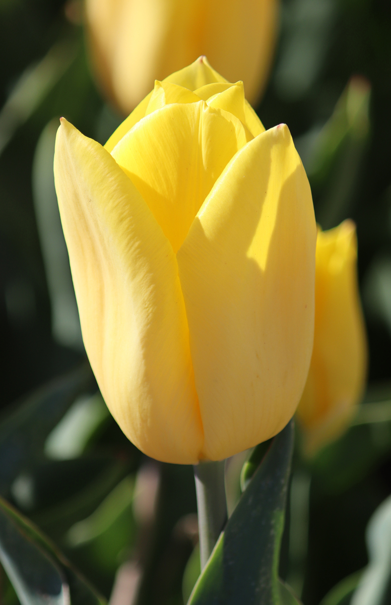 Tulipa Strong Gold