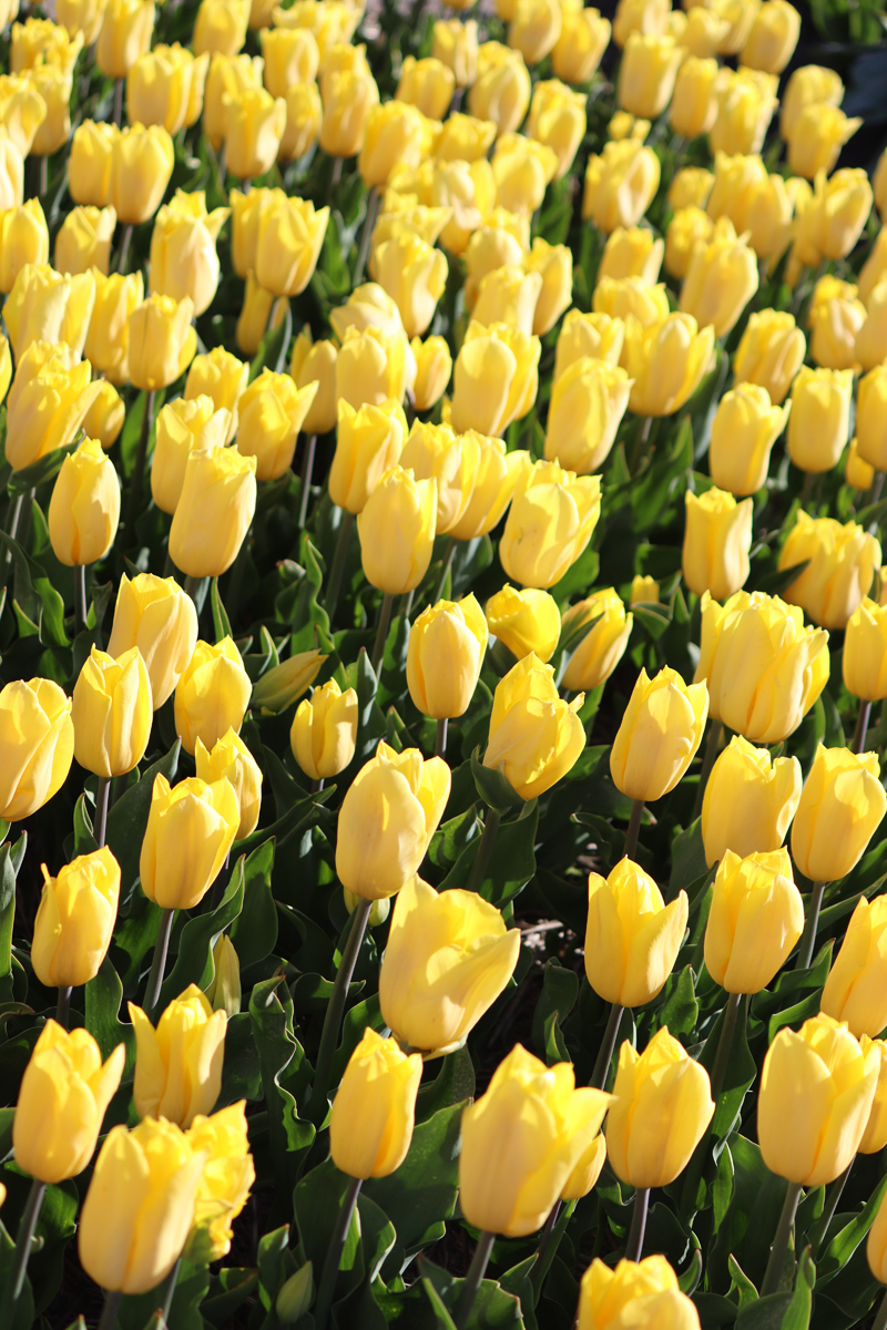 Tulipa Strong Gold