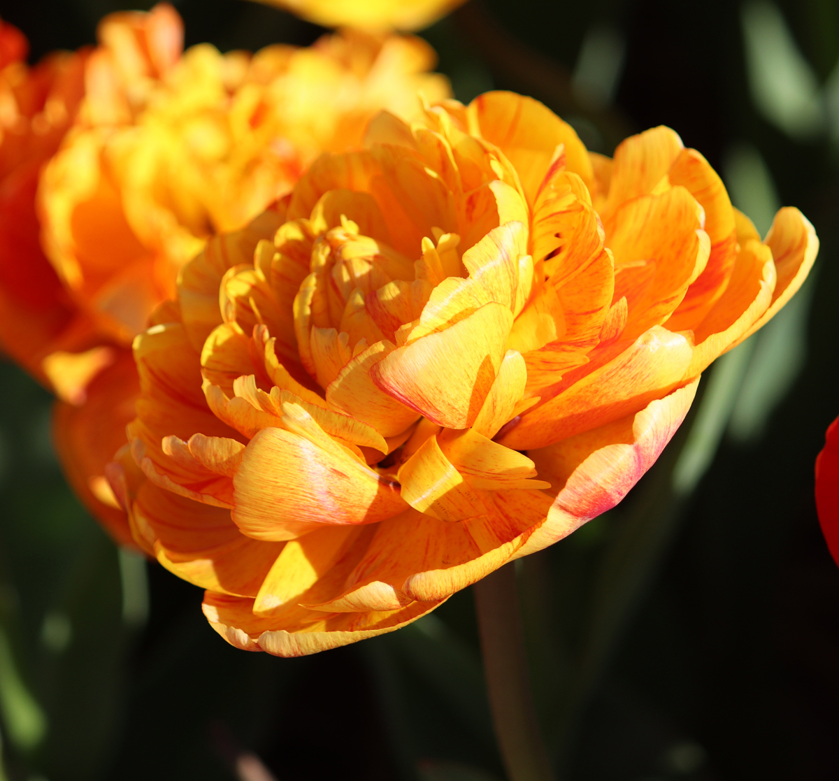 Tulipa Sun Lover