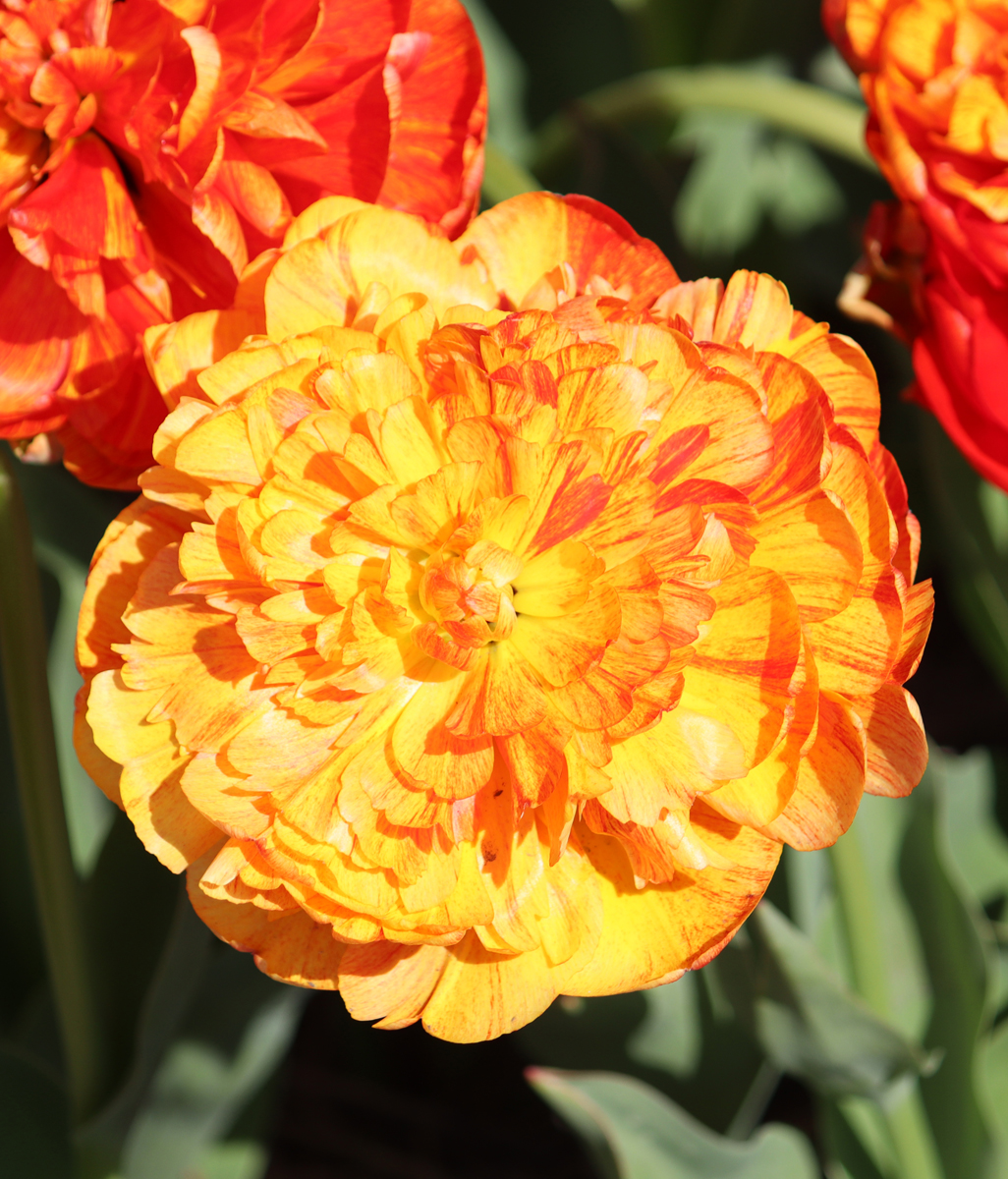 Tulipa Sun Lover