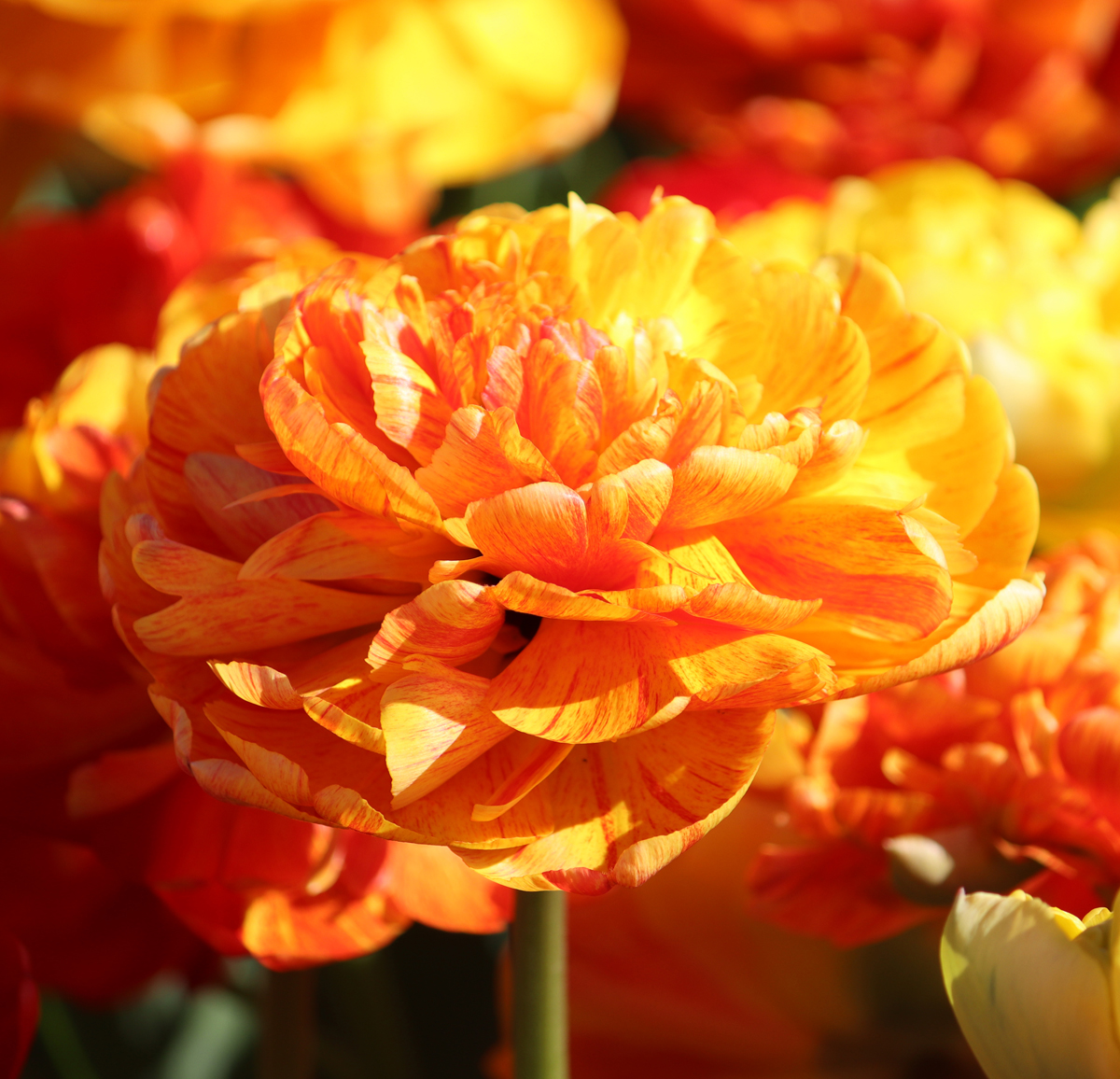 Tulipa Sun Lover