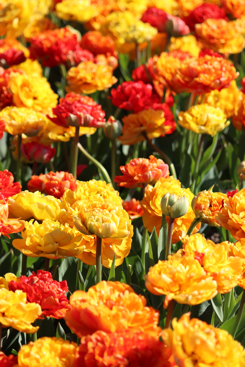 Tulipa Sun Lover