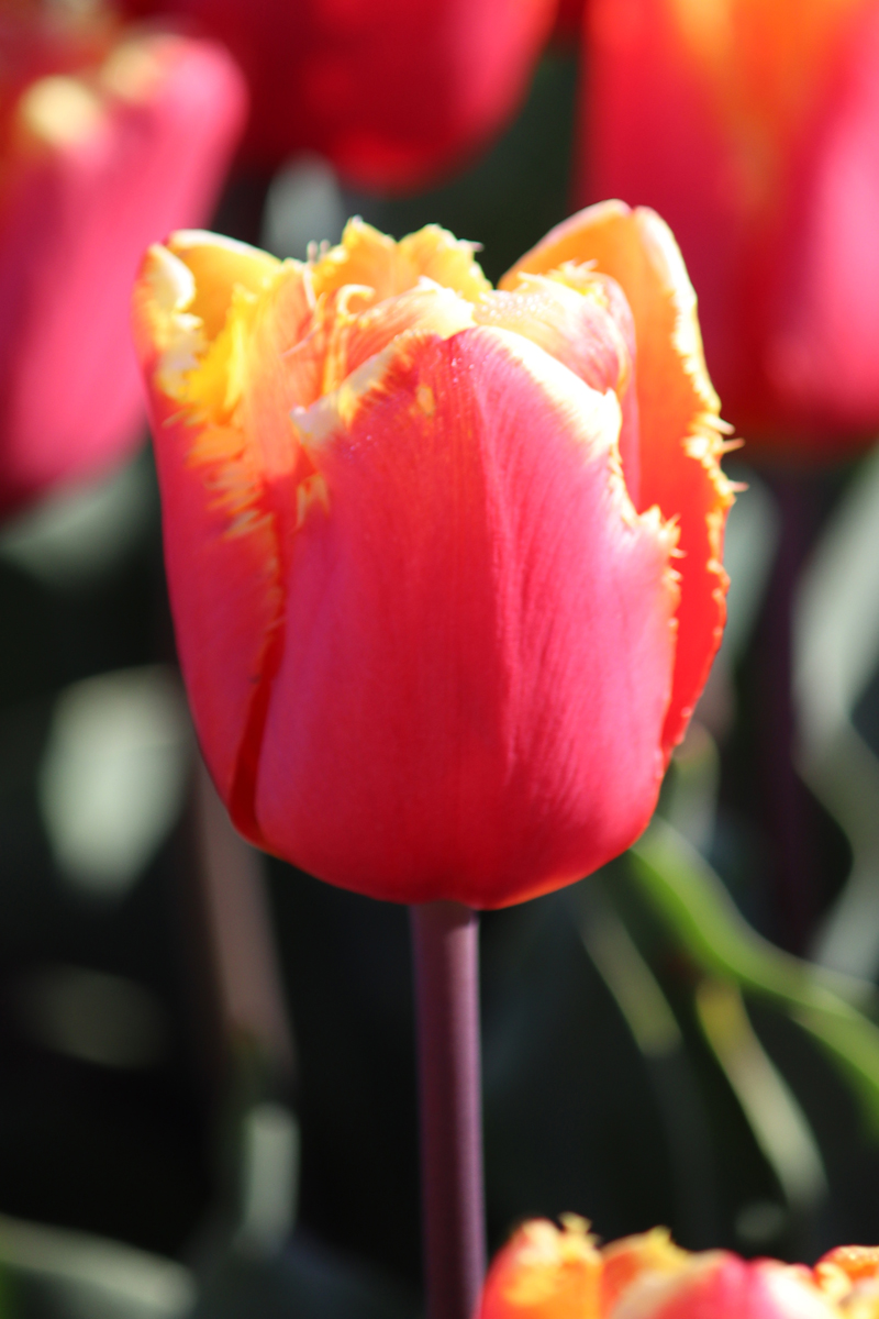 Tulipa Tiano