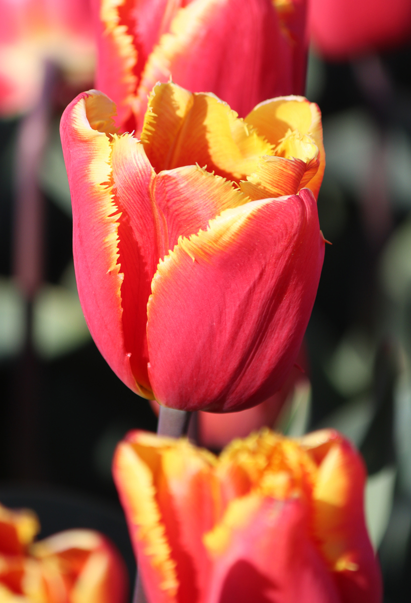 Tulipa Tiano