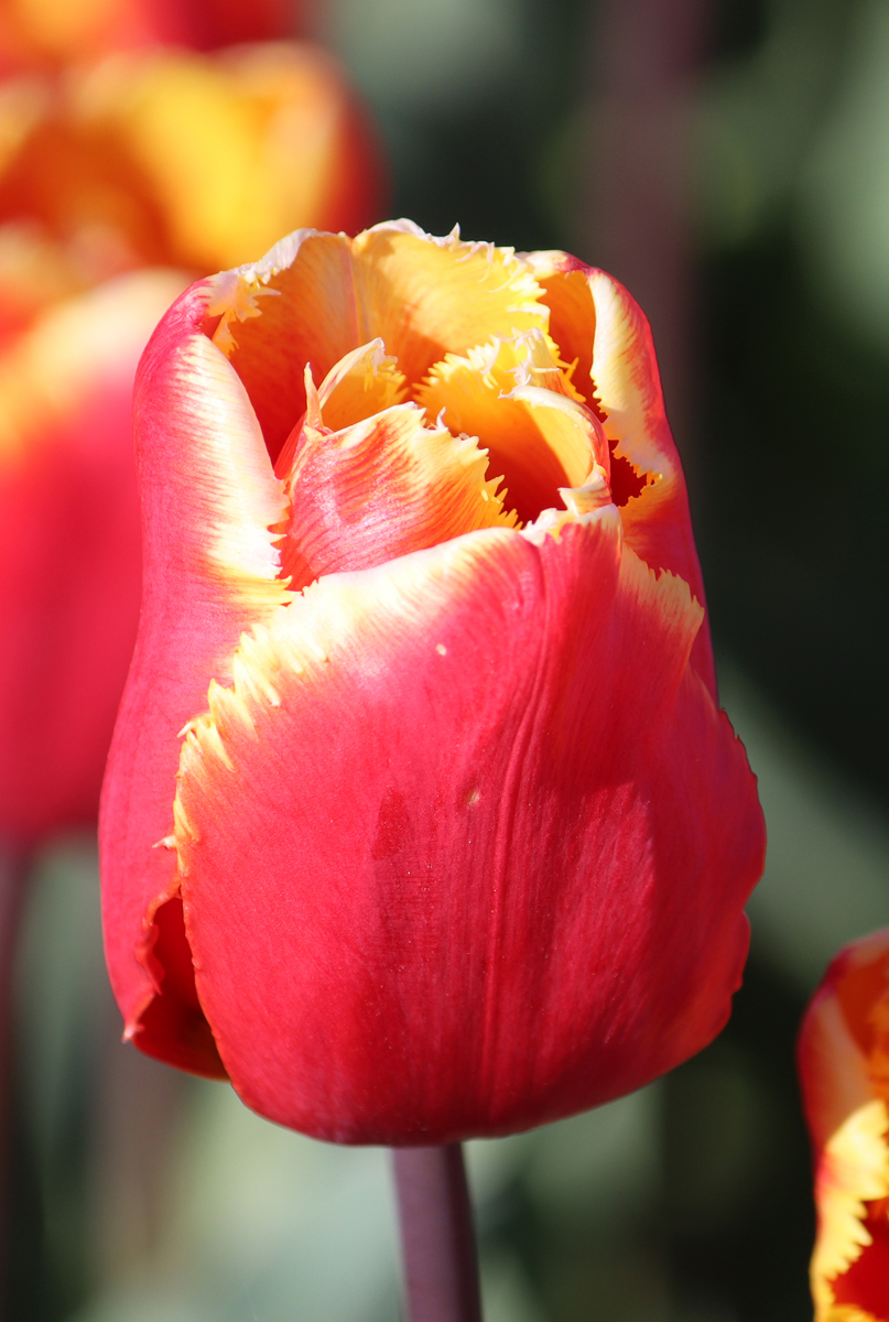 Tulipa Tiano