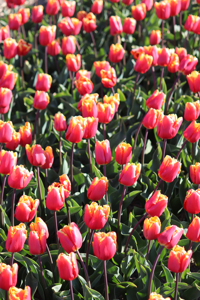 Tulipa Tiano