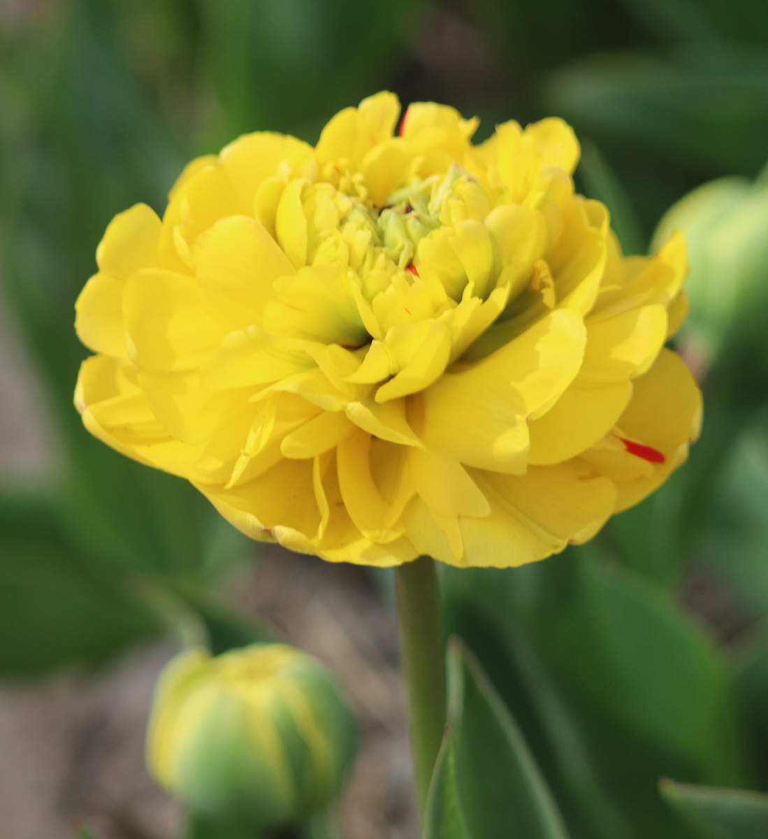 Tulipa Yellow Pomponette