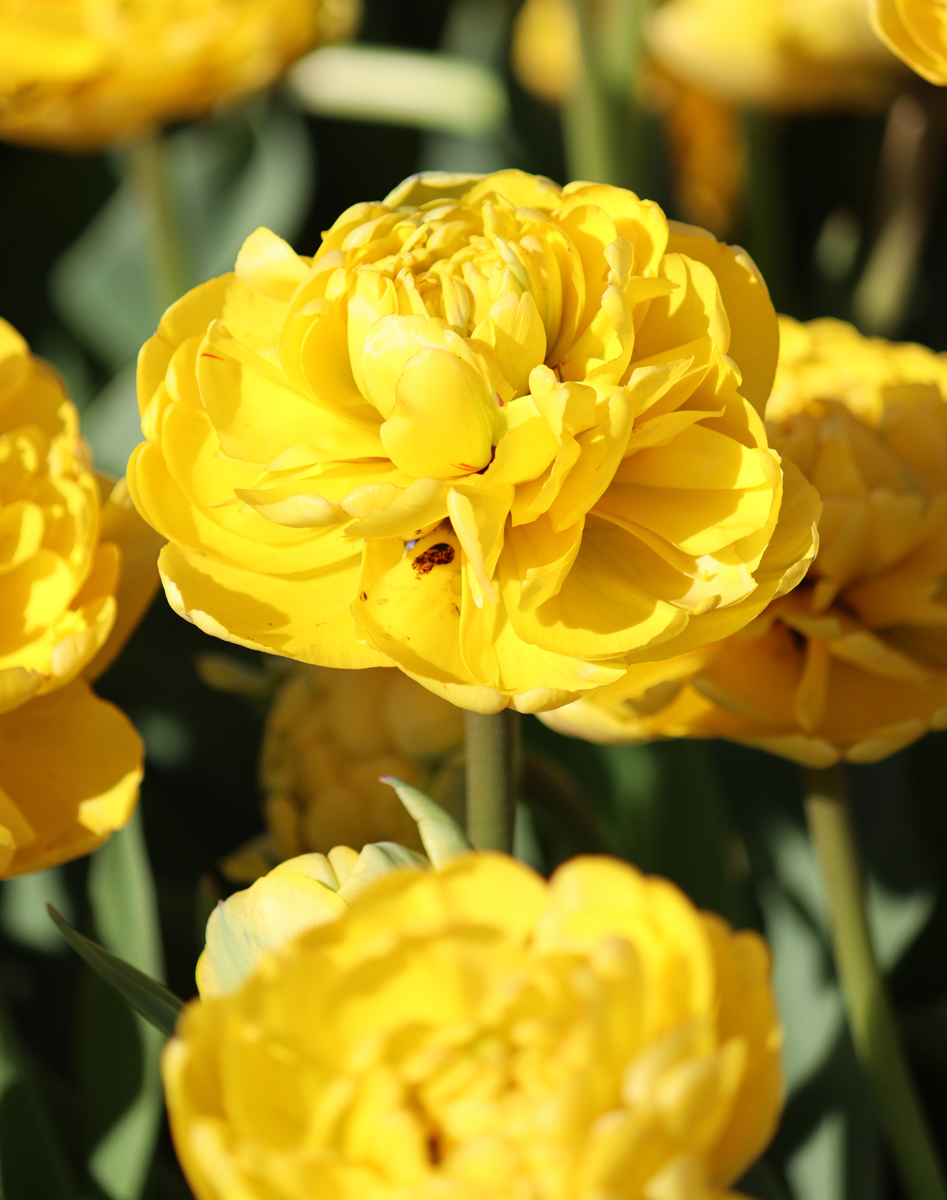 Tulipa Yellow Pomponette