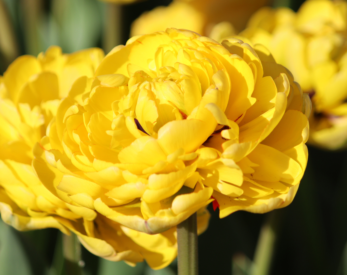 Tulipa Yellow Pomponette