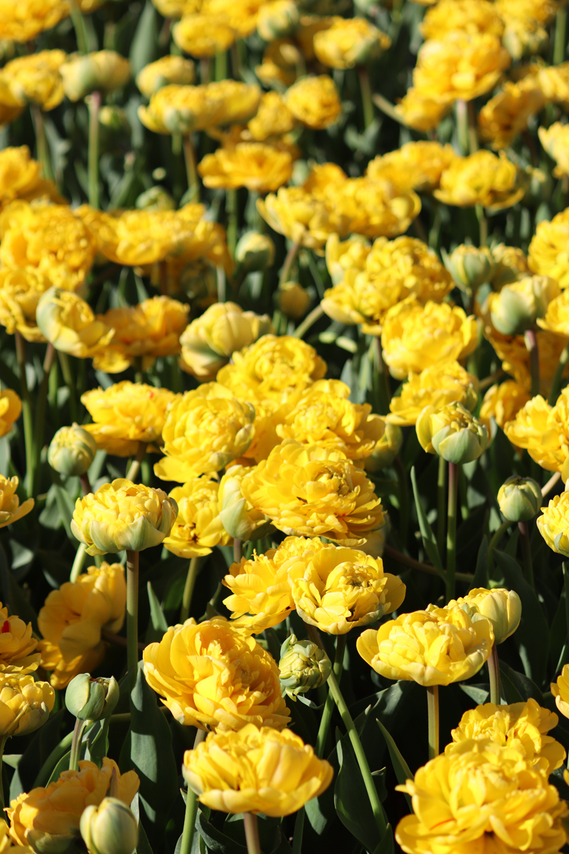 Tulipa Yellow Pomponette