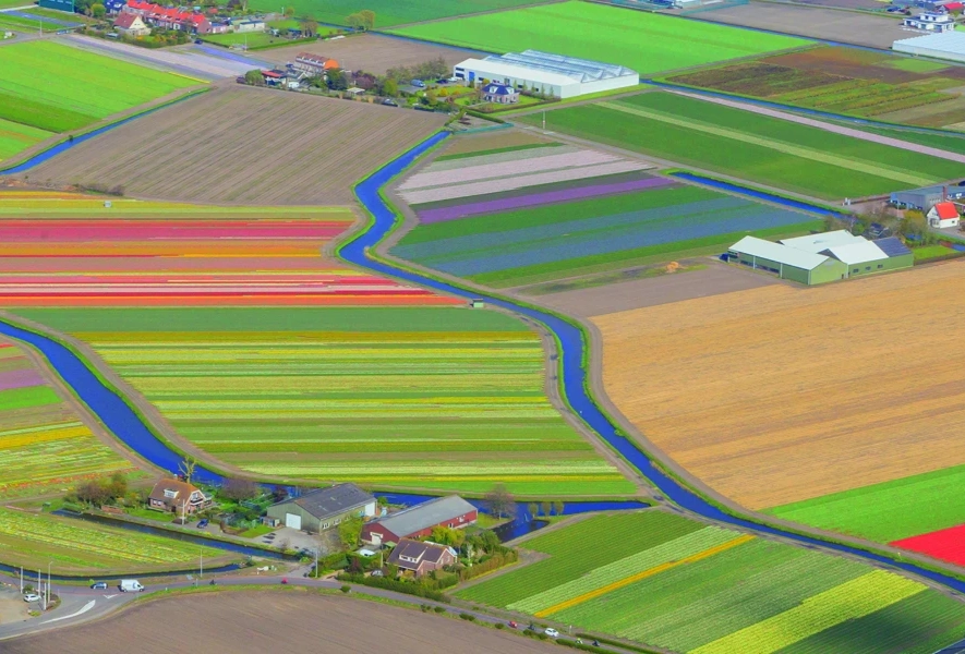Why is the Bollenstreek the best place for growing tulips?