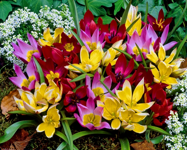 Botanical