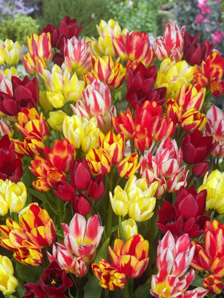 Multiflowering